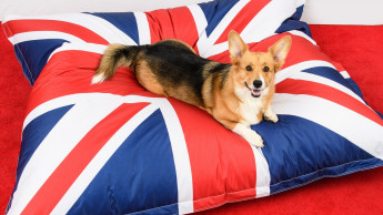 Fish4dogs gets Queen's Award for Enterprise: International Trade
