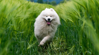 ADM shows: Animal health is a priority