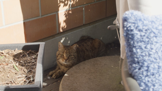 The ‘Pet of the year’ in Switzerland: Filou. The ‘Pet of the year’ in Switzerland: Filou.