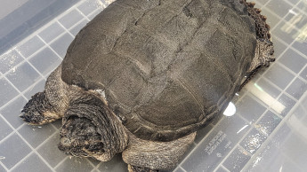 PetAirline flies snapping turtle to the US