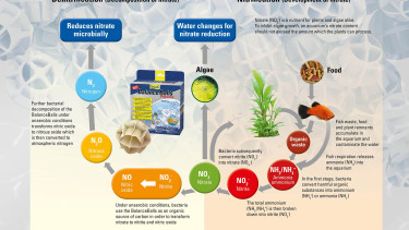 Biological filtration for aquarium water