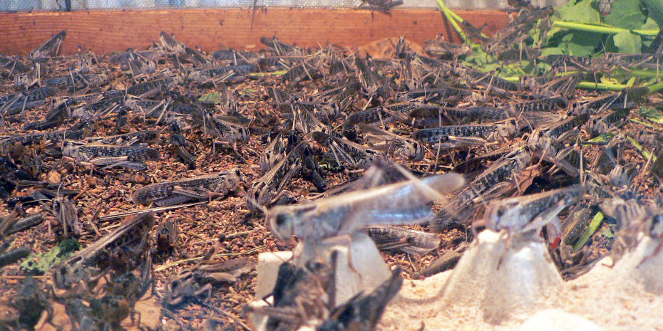 Little food is required to rear insects, as seen here at a plant in Austria.
