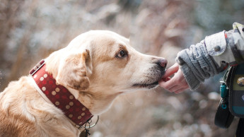 South Korea aims to double its pet market by 2027