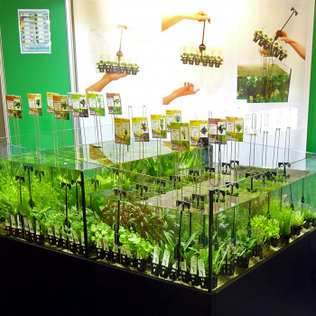 Songrow, plant display