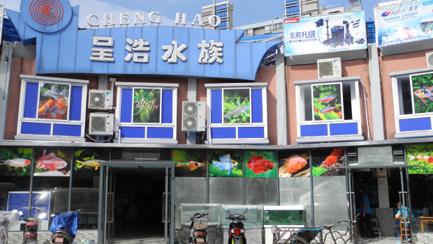 The Chinese pet supplies business is in a state of flux. 
