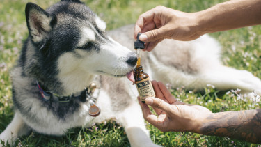 CBD pet products may face more FDA warnings, lawsuits