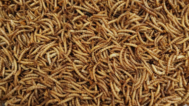 Financial crisis for insect specialist