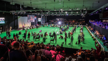 Hond Event in Leeuwarden with 5,000 dogs