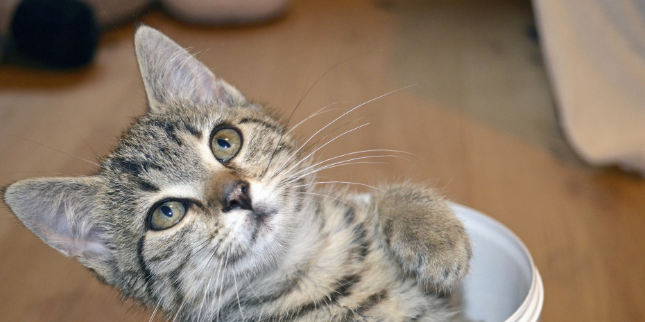 With cats increasingly overtaking dogs as the world‘s most popular pet, Hill’s has published its first World of the Kitten Report. With cats increasingly overtaking dogs as the world‘s most popular pet, Hill’s has published its first World of the Kitten Report.