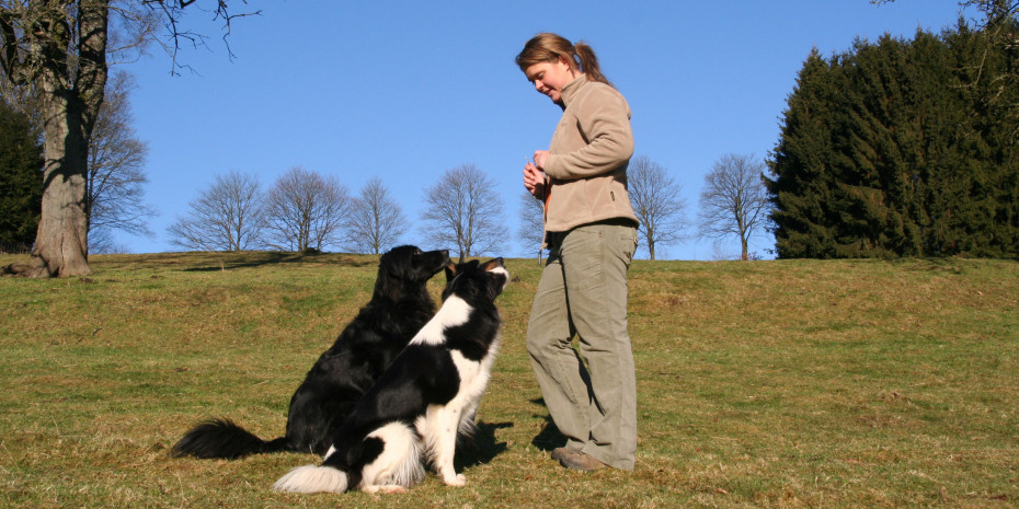 Dogs are the most popular pets in the UK