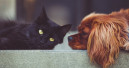Mars Petcare creates database of dog and cat genomes