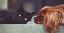 Mars Petcare creates database of dog and cat genomes