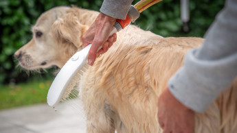 Innovative canine grooming