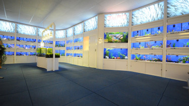 Focusing on the international stage