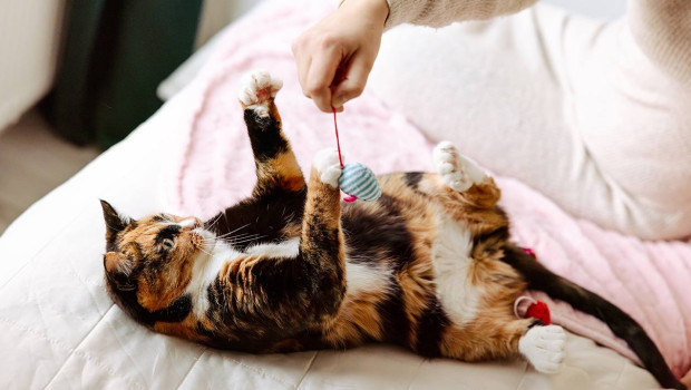 New opening at Arken Zoo – with 130 branches across the country, Sweden’s largest chain continues to grow.