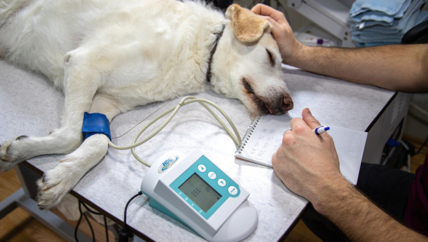 The new hospital is the first to launch with PetSmart’s recent independent business ownership model for veterinarians.