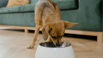 Pet food from Europe in demand worldwide