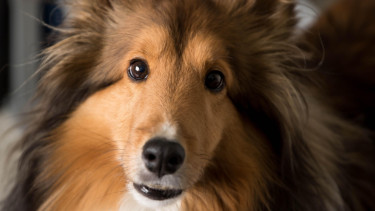 The Buffalo Co. expands into the Czech Republic