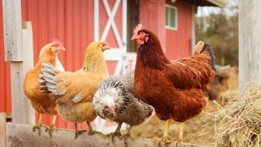 Campfire Treats joins animal welfare initiative