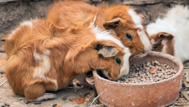 The new PET worldwide is out