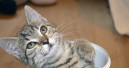 World of the Kitten