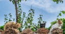 Online cat behaviour conference returns for 2026