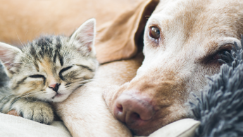 Focus on accessories in PET worldwide 1