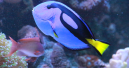 Megazoo stops the sale of royal blue tang fish 