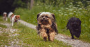 Raccoon expands its pet health portfolio