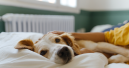 Mars launches information platform on pet adoption