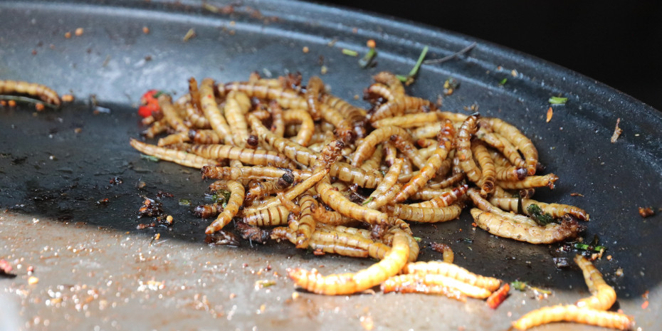 pet food using insect protein, Yora, Photo: katerinavulcova, Pixabay
