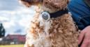 The connection with your pet just got better