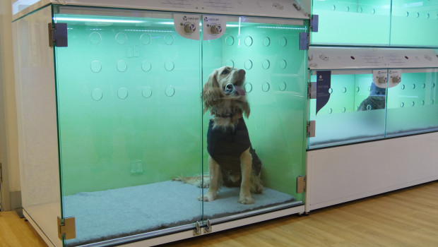 Casco Pet has recently announced that it is entering the veterinary market.