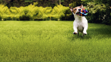 A favourite pet's favourite treats