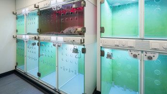 Casco Pet invites vets to take part in a live experiment
