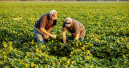 ADM and Hill's take farm resilience into the pet food supply chain