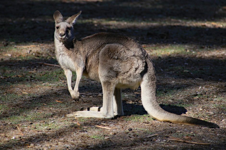 Hunters to harvest kangaroos for pe... petworldwide