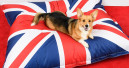Fish4dogs gets Queen's Award for Enterprise: International Trade