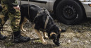 Non-stop dogwear supplies the Armed Forces