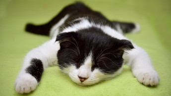 A difficult year for bricks-and-mortar pet stores