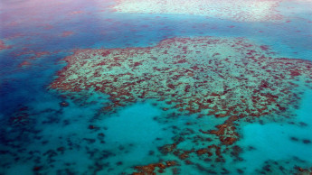 Corals on the Great Barrier Reef recovering