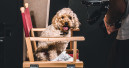 Tom&Co casts dogs for its own-brand jingle