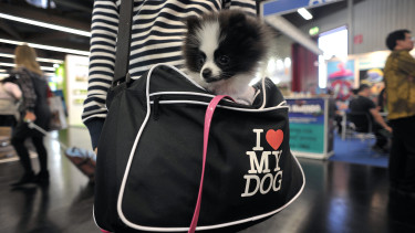 The pet population in Germany