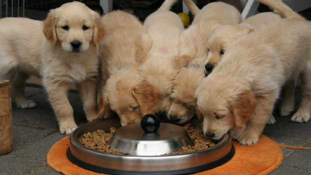 The European Commission passed new regulations for the Product Environmental Footprint category for the pet food industry. Photo: Pixabay, Jagdprinzessin