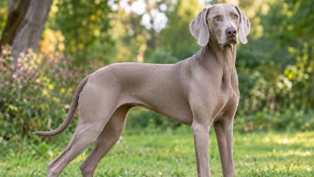 Purina Life Span Study still yields results Purina Life Span Study still yields results