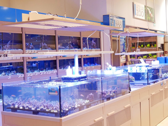 Aquariums are a key feature of the new Megazoo store in Hamburg-Altona.