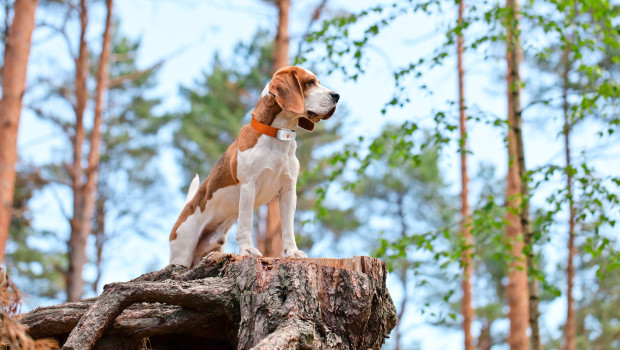 Weenect impresses with its innovative InfinityTrack technology, which delivers position data every second. Weenect impresses with its innovative InfinityTrack technology, which delivers position data every second.