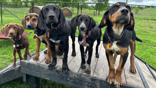 Rescue dogs find relaxation and build self-confidence with Gyms For Dogs. Rescue dogs find relaxation and build self-confidence with Gyms For Dogs.