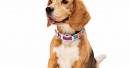 WAUDOG accessories for stylish dogs