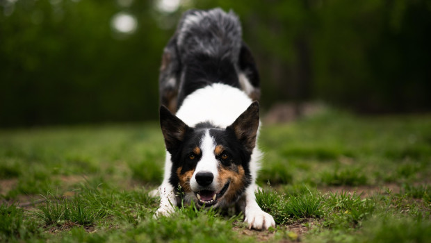 Healthy snacks from The Buffalo Co. are now also available from Decco, meaning even more dogs in the UK can enjoy them.